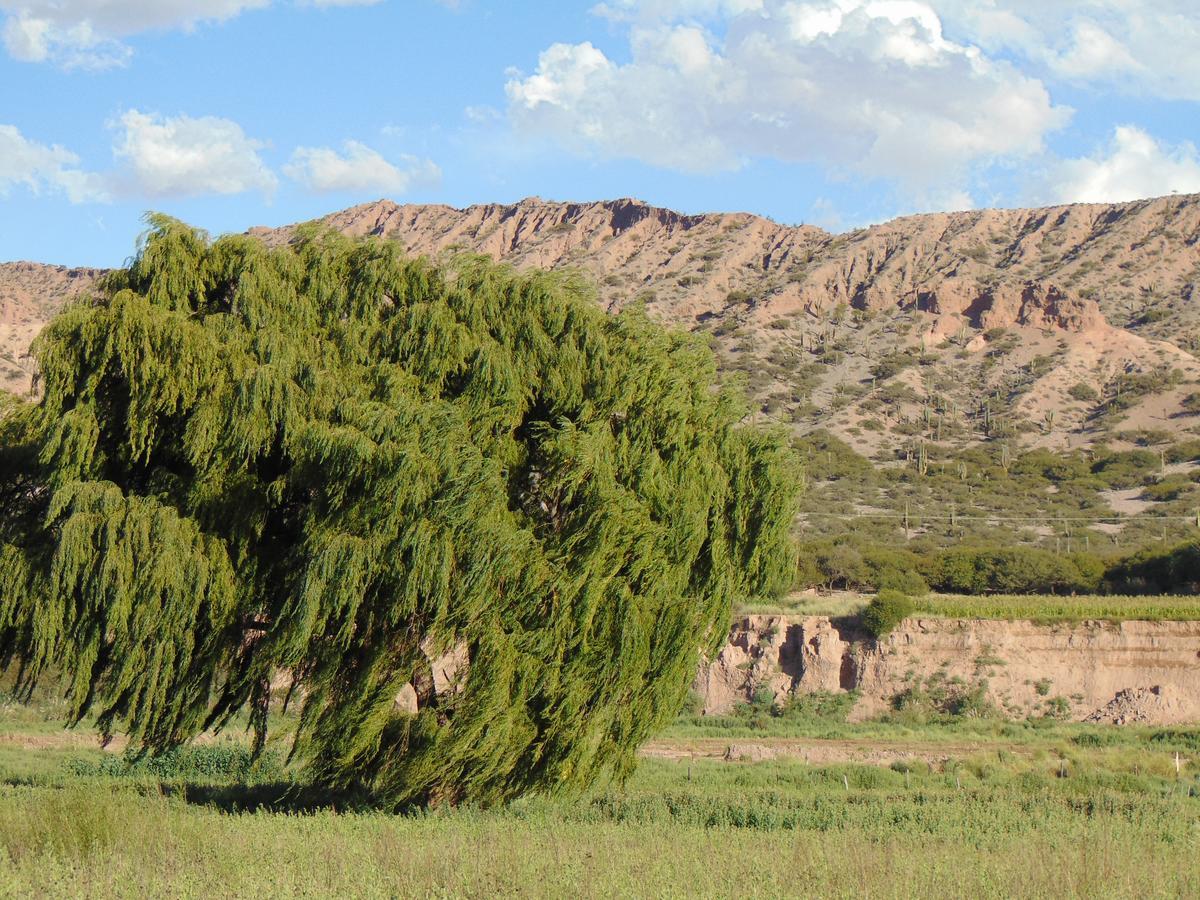 El Churqui Humahuaca Exteriör bild